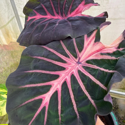 Colocasia Violet