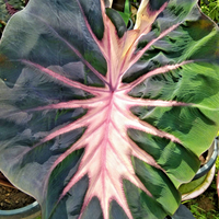 Colocasia Violet