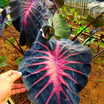 Colocasia Violet