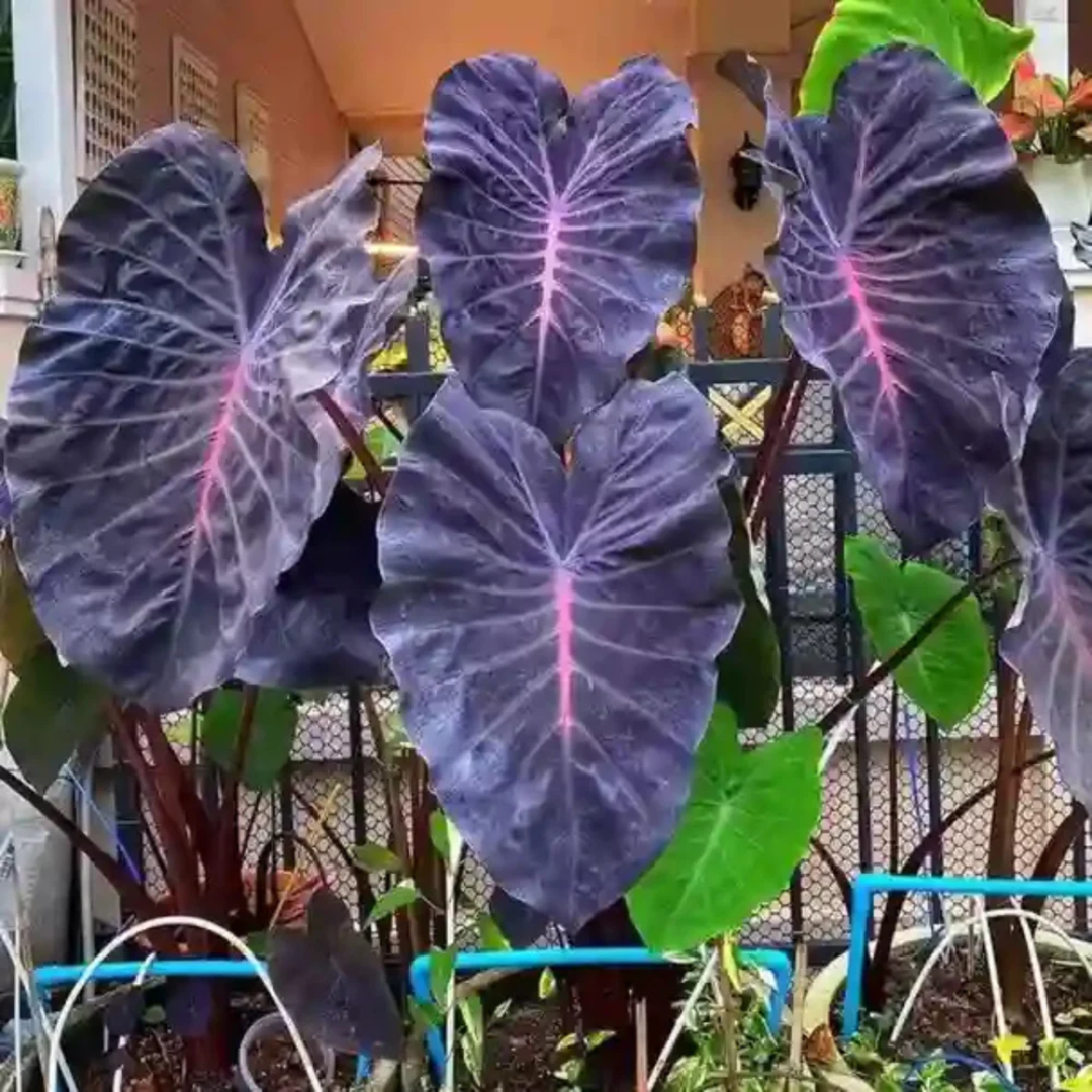 Colocasia Violet