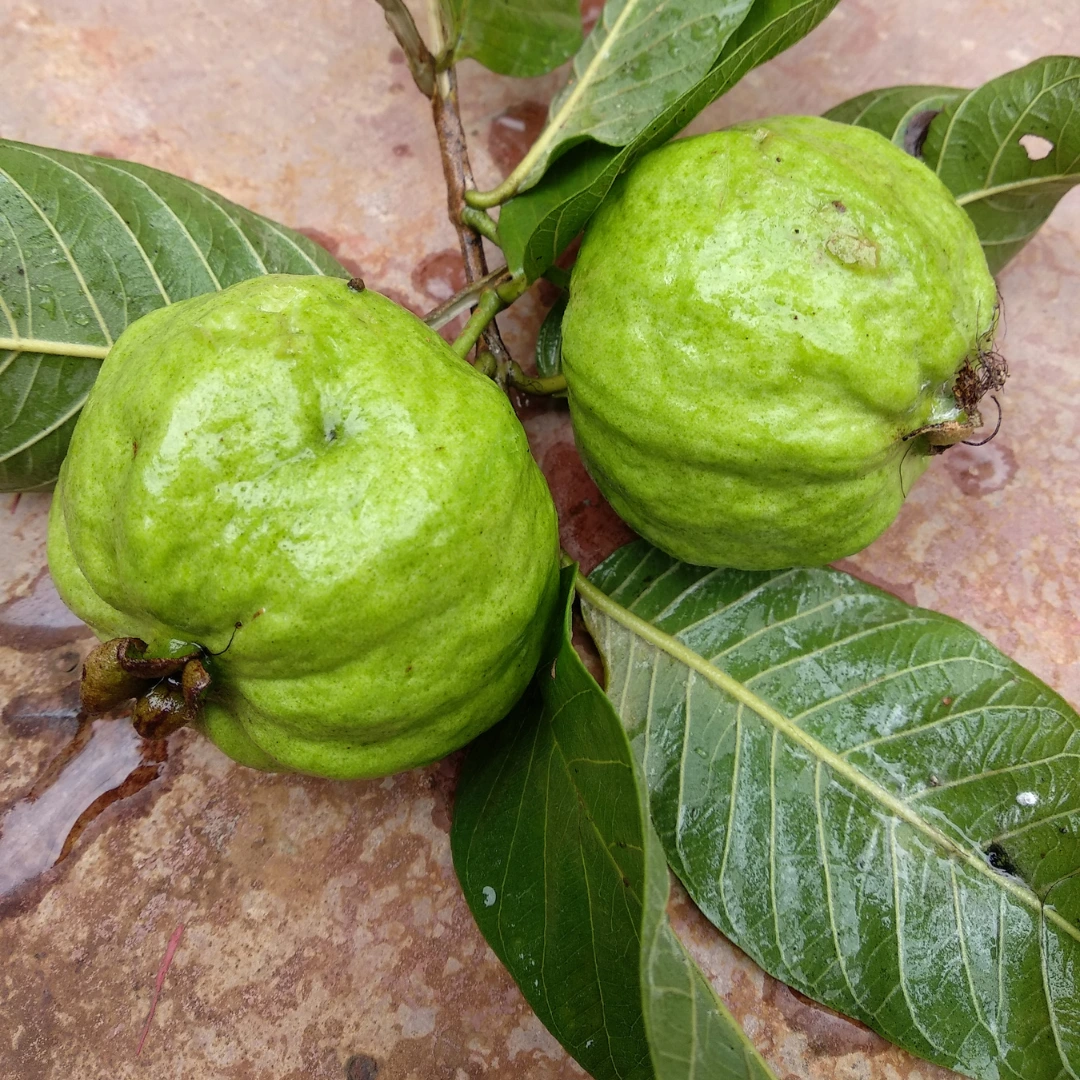 VNR Guava Grafted Tree