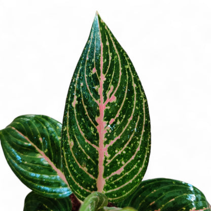 Aglaonema Rotundum 'Tiger'