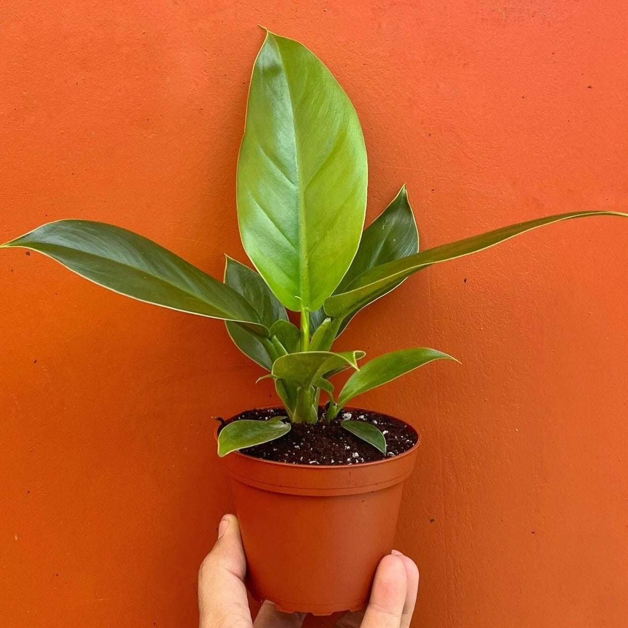 Philodendron Imperial Green