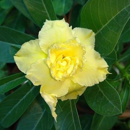 Adenium Hybrid Grafted - Desert Rose ( Yellow Flower)