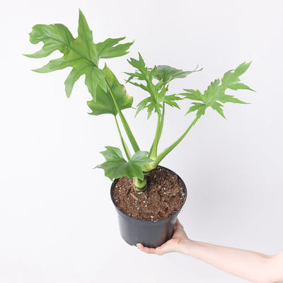 Philodendron Warscewiczii – Rare