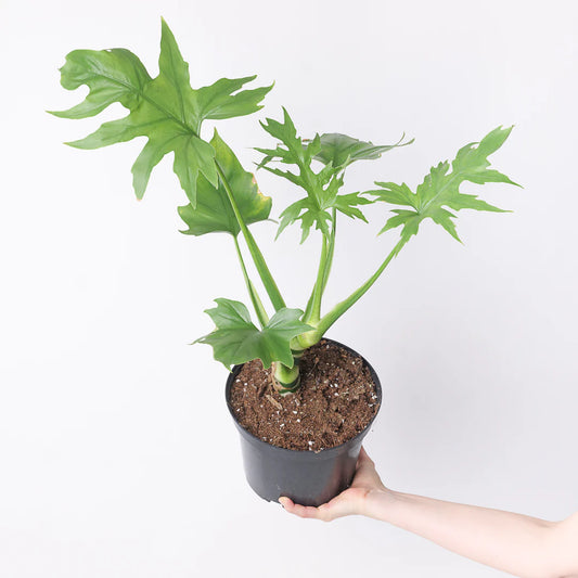 Philodendron Warscewiczii – Rare