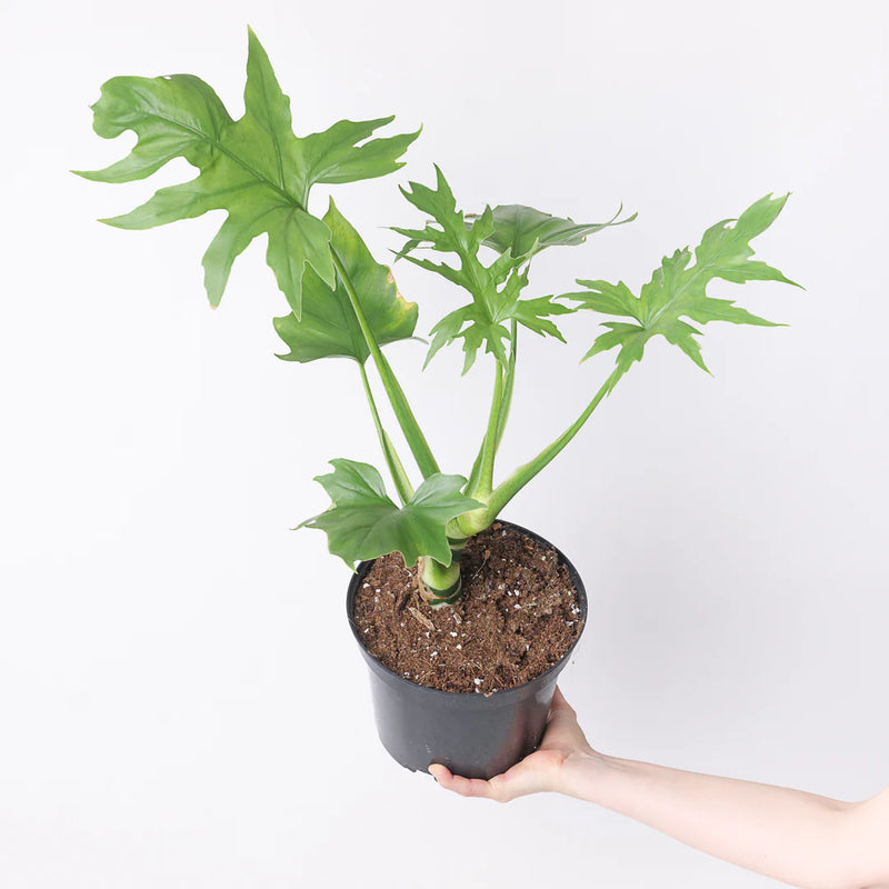 Philodendron Warscewiczii – Rare