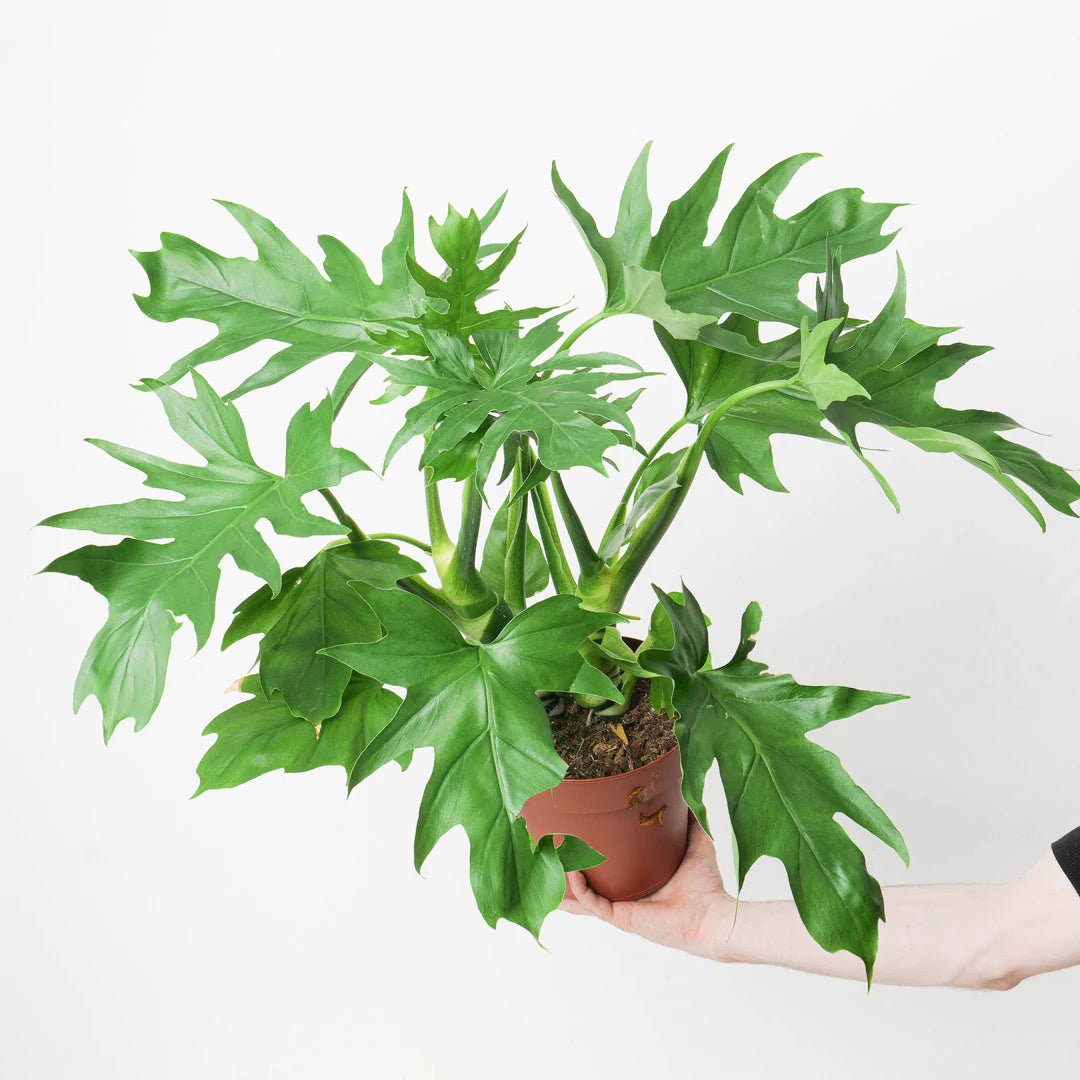 Philodendron Warscewiczii – Rare