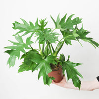 Philodendron Warscewiczii – Rare