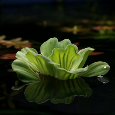 Water Lettuce