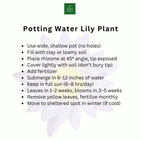 Bi-colour waterlily combo
