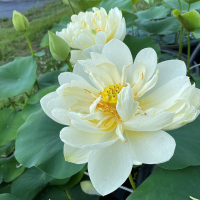 White Masky Lotus Tuber