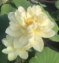 White Masky Lotus Tuber