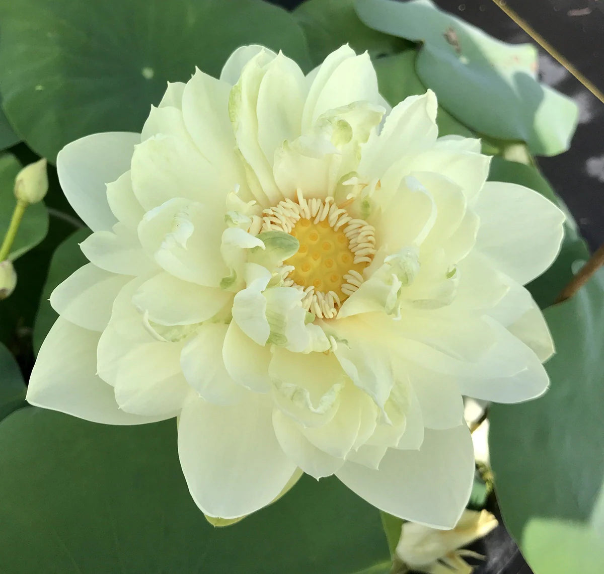 White Masky Lotus Tuber