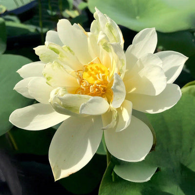 White Masky Lotus Tuber
