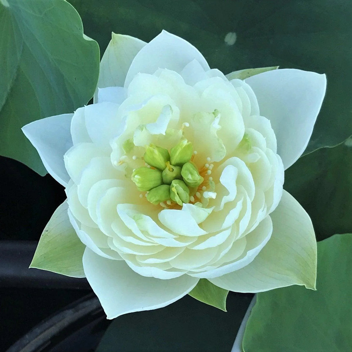 Kudamulla Mini Bowl Lotus Tuber