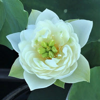 Kudamulla Mini Bowl Lotus Tuber