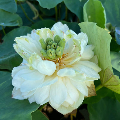 White Pony Lotus Tuber