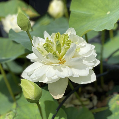 White Pony Lotus Tuber