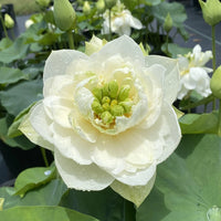 White Pony Lotus Tuber