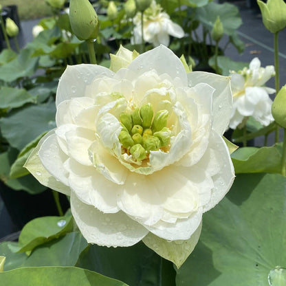 White Pony Lotus Tuber