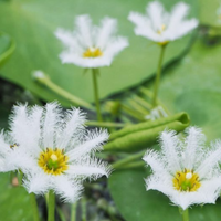 White Water Snowflake