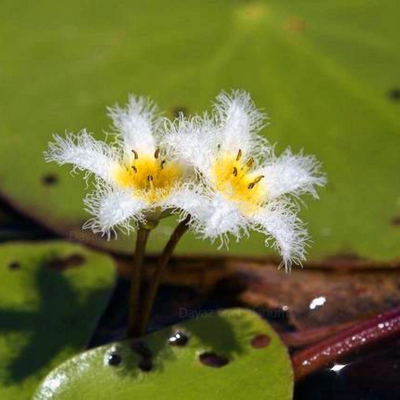 White Water Snowflake