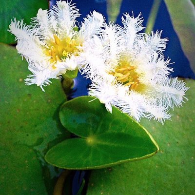 White Water Snowflake