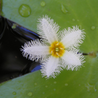 White Water Snowflake