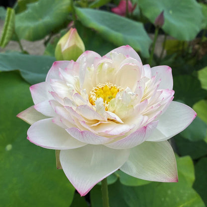 Super Lotus Juwaba Tuber
