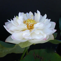 Super Lotus Juwaba Tuber
