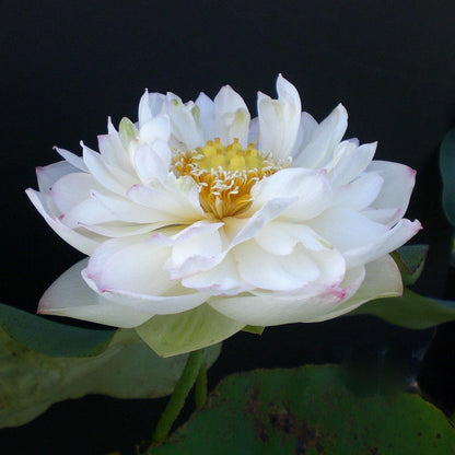 Super Lotus Juwaba Tuber