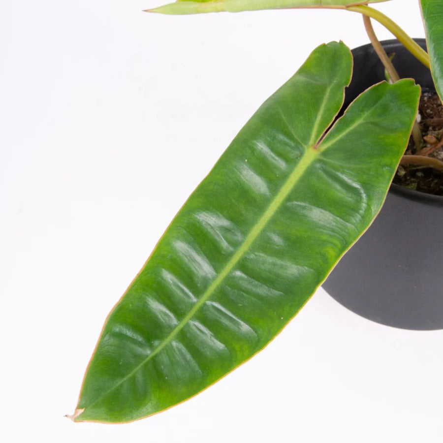 philodendron Billietiae