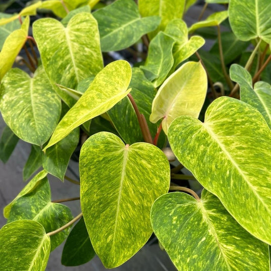 Philodendron Painted Lady