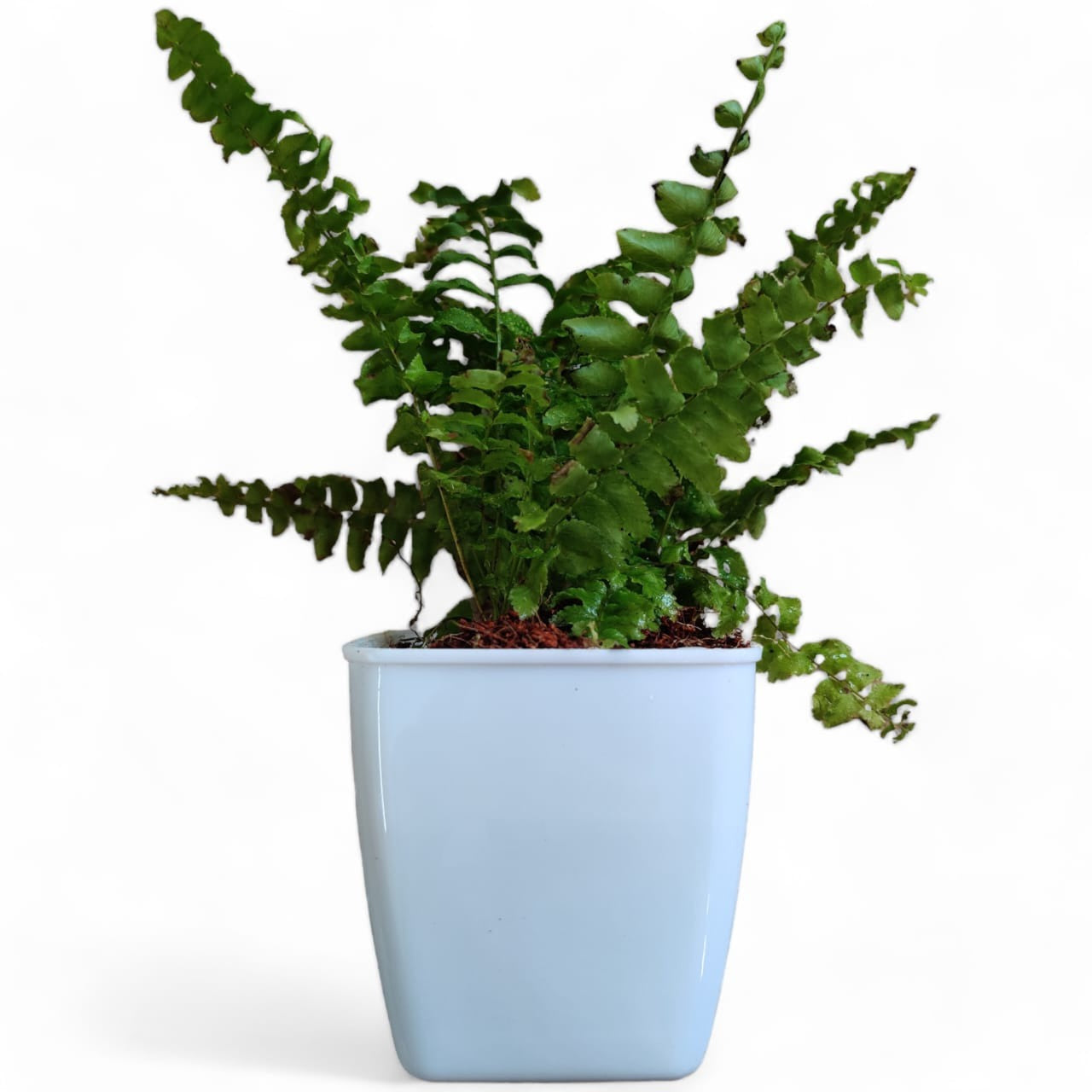 Boston Compacta Fern