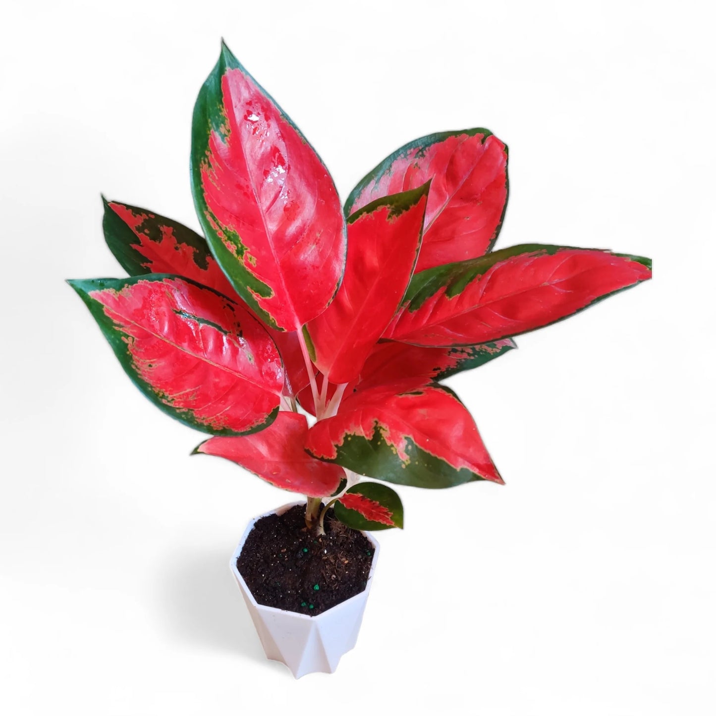 Blush & Bloom Duo: Aglaonema Thai Pink + Brazilian Lucky Wood (Imported)