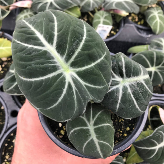 Alocasia Reginula