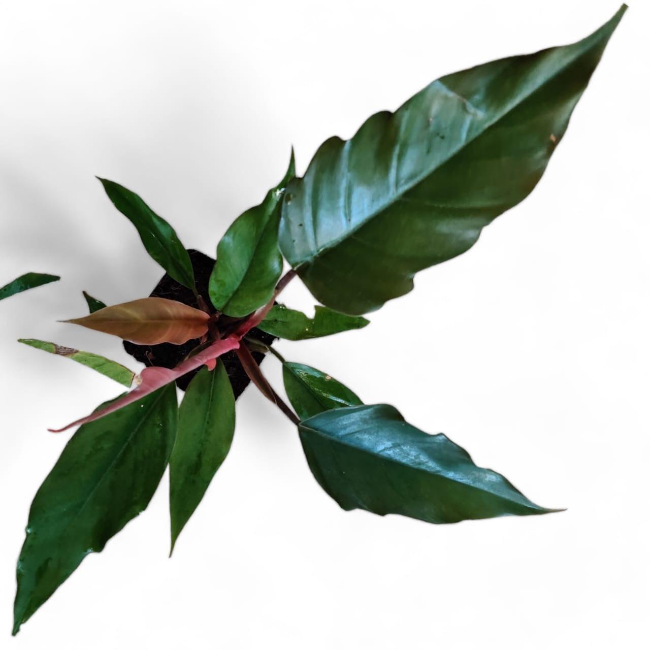 Philodendron Choco Empress - plant store® 