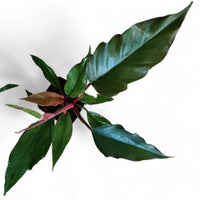 Philodendron Choco Empress - plant store® 