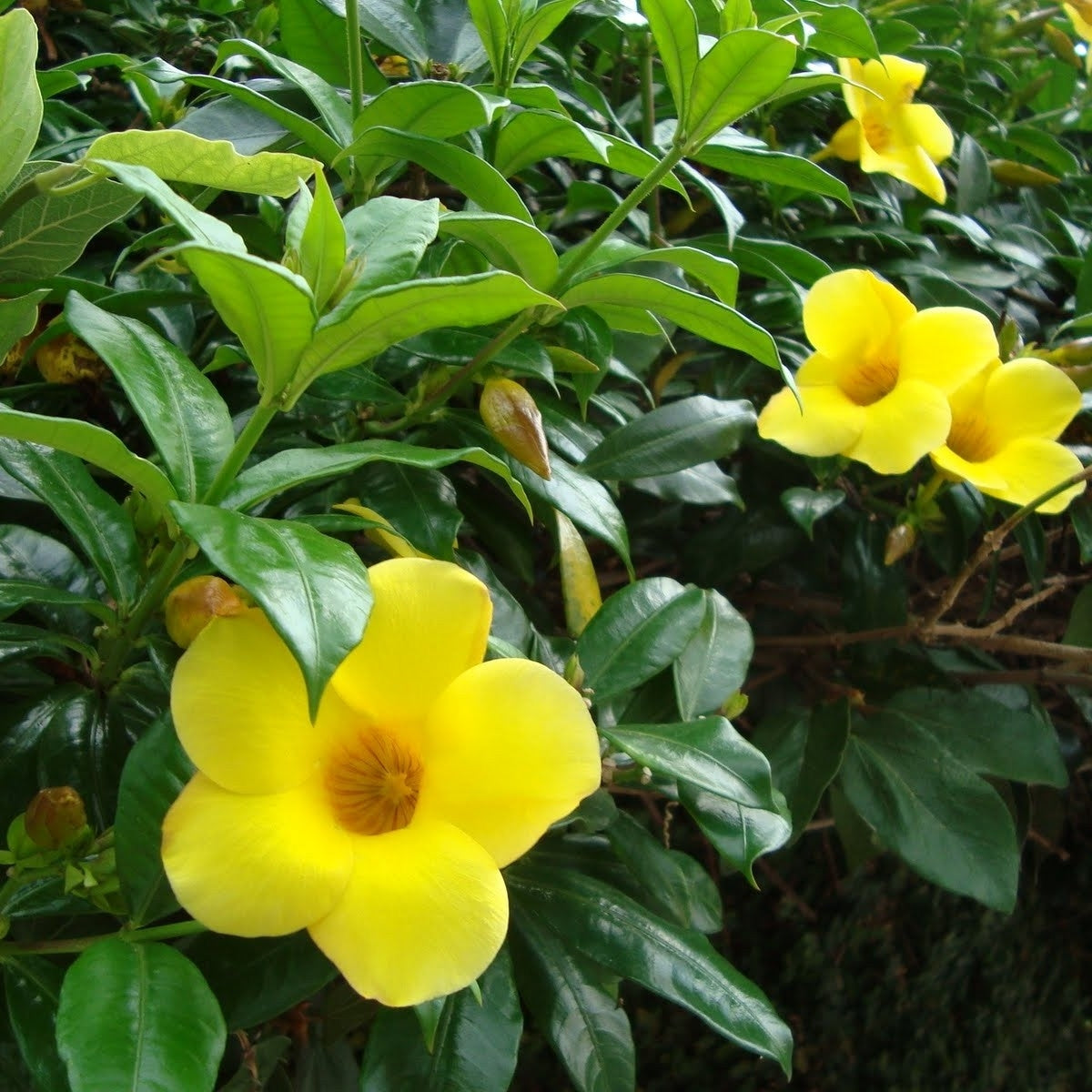 Allamanda Creeper ( Yellow Flower )