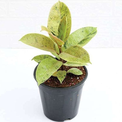 Ficus Shivereana Rubber Plant