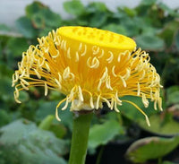 Yellow Pony Lotus Tuber