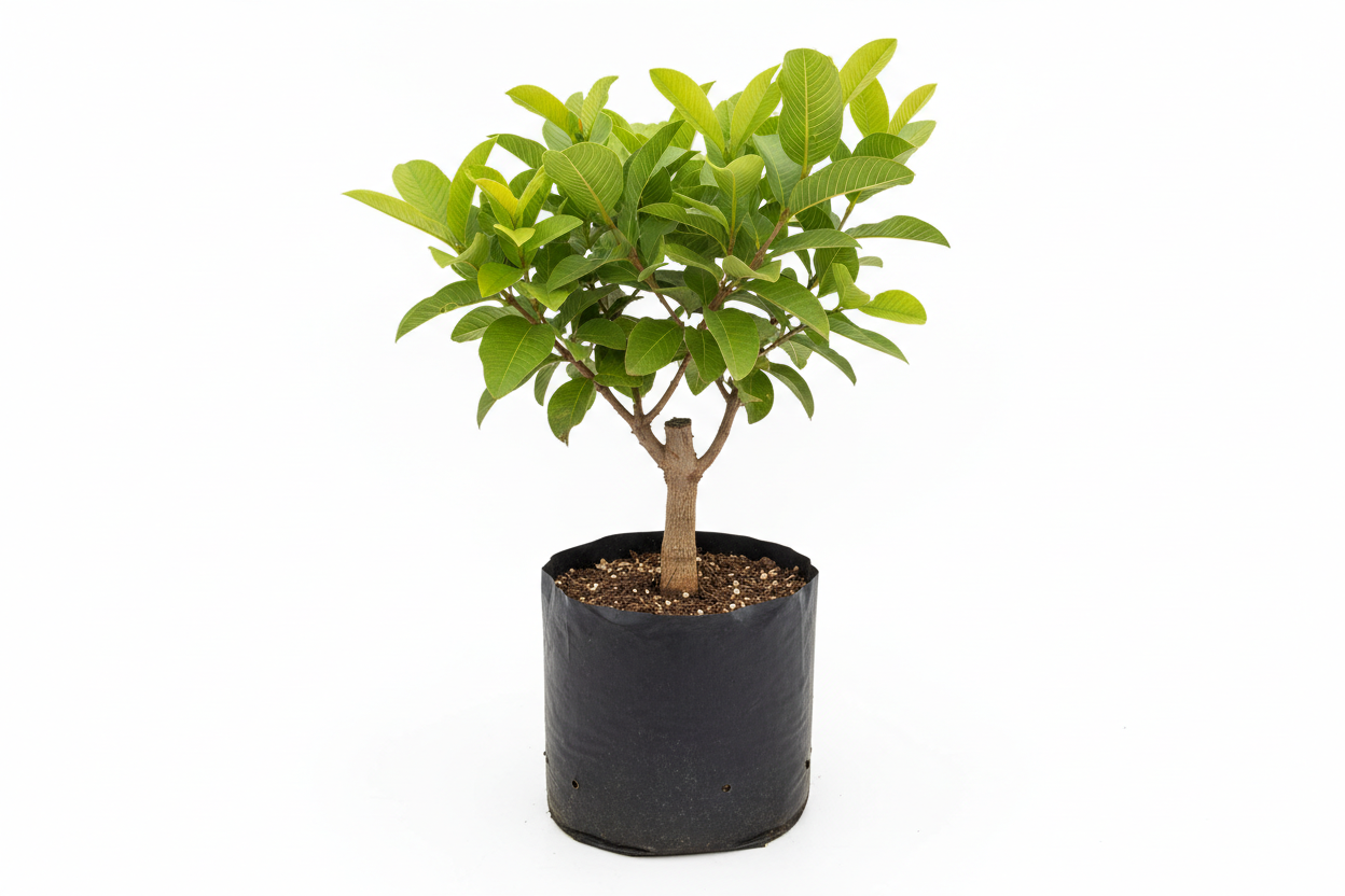 yellow strawverry guava grafted tree. In poly bag.. 2 ft.. 1600x1600 pixels