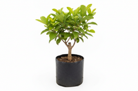 yellow strawverry guava grafted tree. In poly bag.. 2 ft.. 1600x1600 pixels