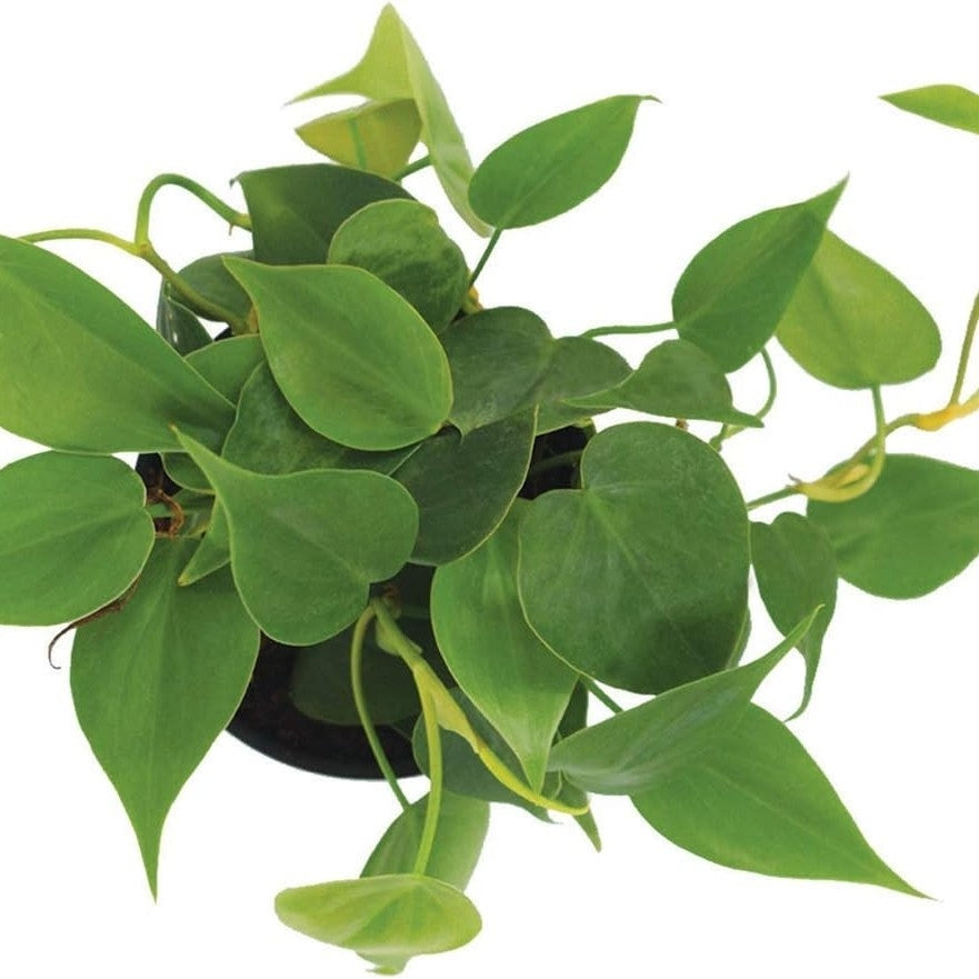 Philodendron Oxycardium Green