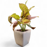 Syngonium Pink - plant store® 