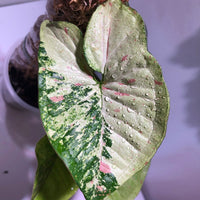 Syngonium Confetti Tricolour - plant store® 
