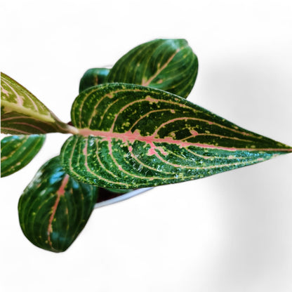 Aglaonema Rotundum 'Tiger'