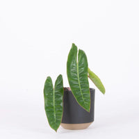philodendron Billietiae - plant store® 