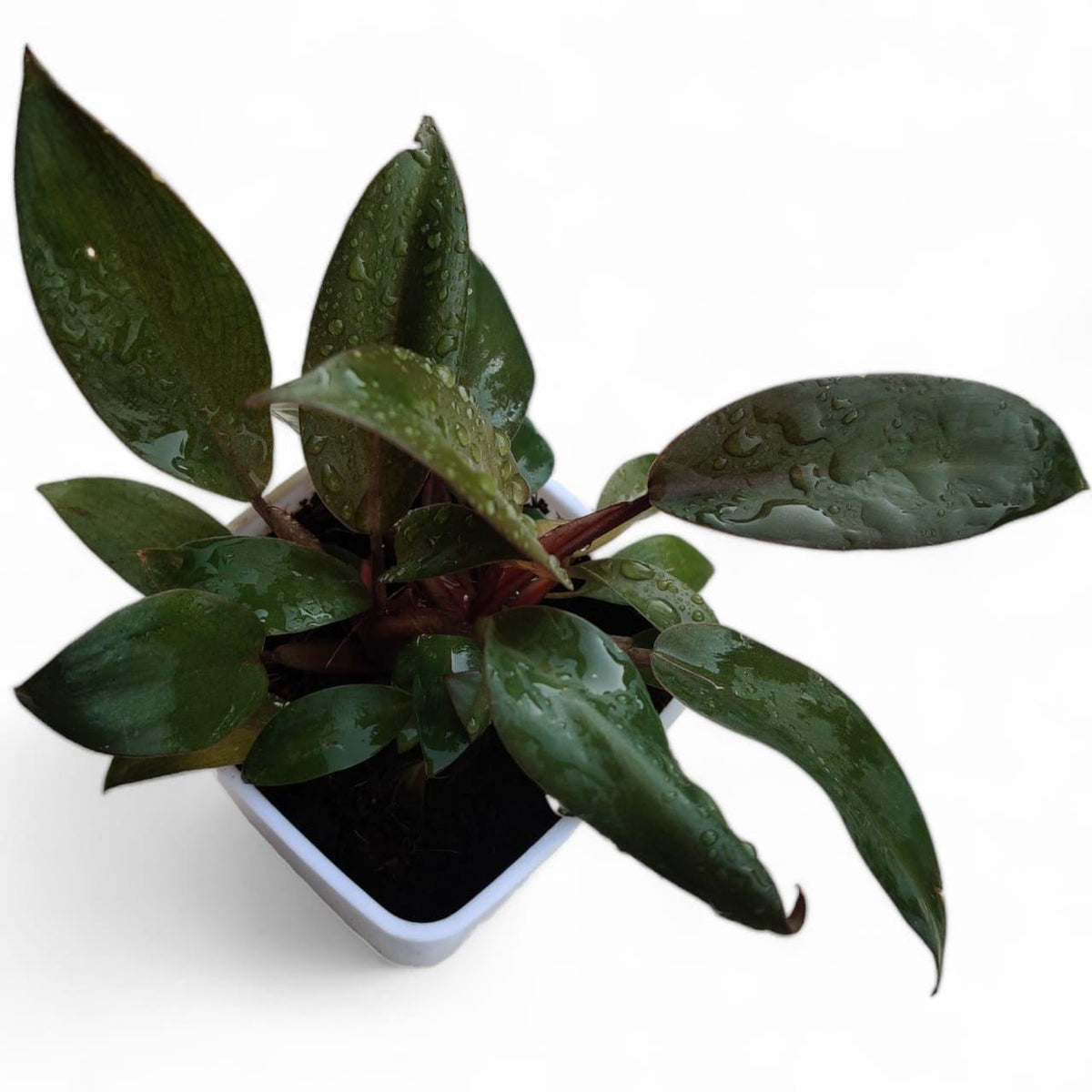 Philodendron Black Cardinal - plant store® 